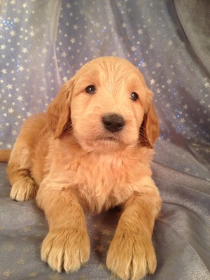 Male Goldendoodle for sale by an Iowa Breeder| Puppy #7 DOB 2-14-13